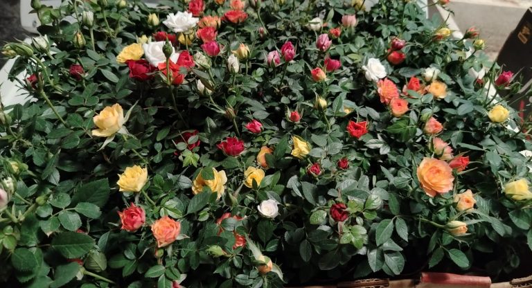 GHAPAD lanza venta con causa de rosalitos pitimini