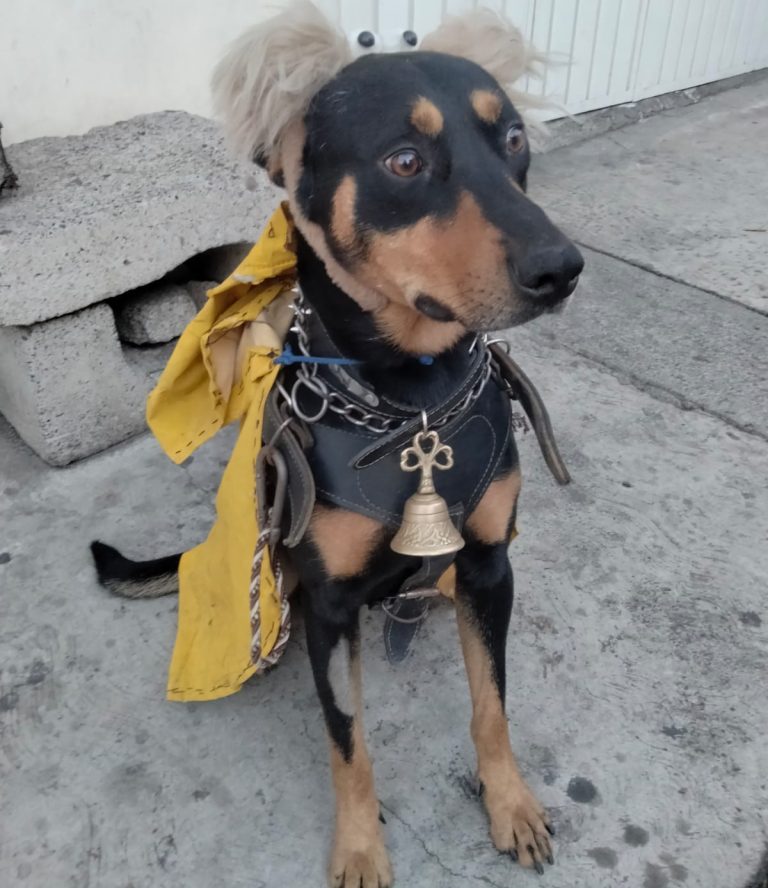 Kalimán, el guardián nocturno de cuatro patas que trabaja por croquetas