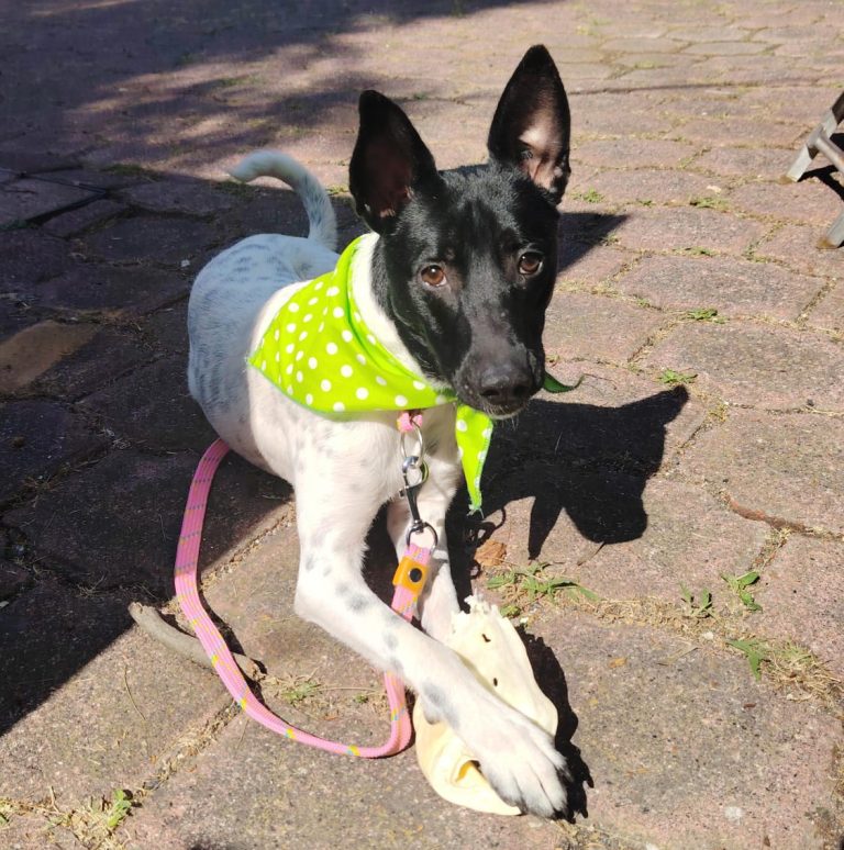 Morelia se prepara para la segunda feria de adopción de gatos y perros