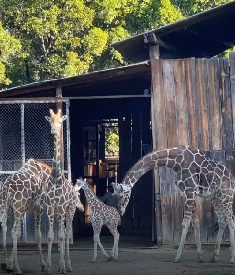Jirafa nacida en Zoo de Morelia es unida a su manada