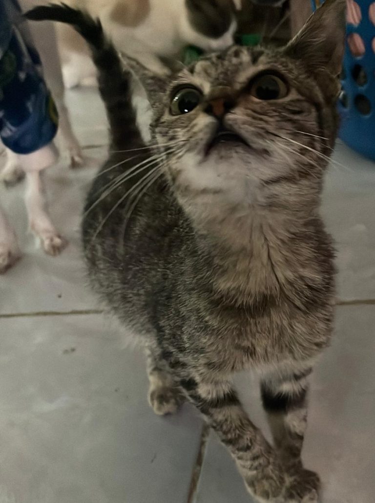 La Casita de Frijol convoca a su primera feria de adopción del 2026