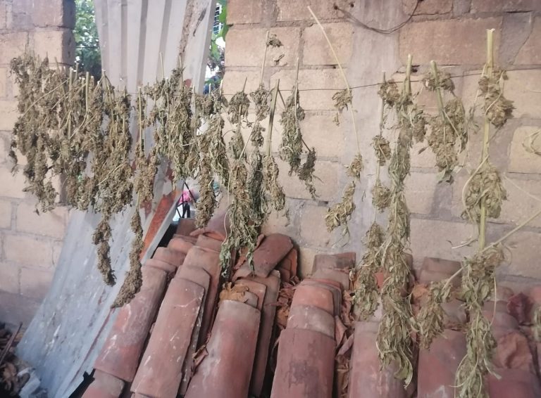 En cateo, FGE asegura 43 fragmentos de ramas de vegetal verde y seco con características propias de la marihuana