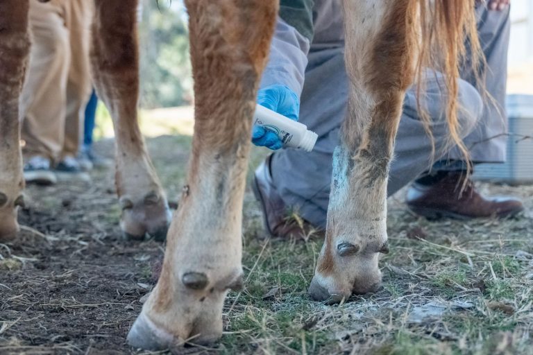 Caso de gusano barrenador en Michoacán, “no afecta al sector”