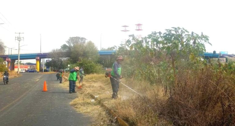 Brigadas de Servicios Públicos refuerzan poda y limpieza en vialidades de Morelia