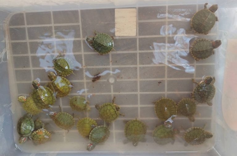 Resguardan aves y tortugas por venta ilegal, en Morelia