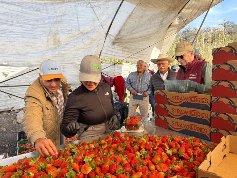 Productores de berries tendrán acceso a créditos de más de un mdp: Sader