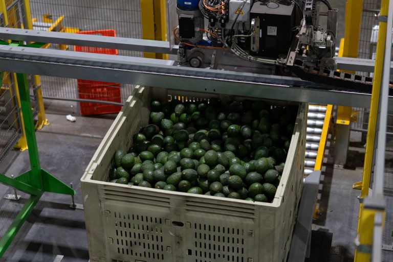 ProForest garantiza que el aguacate que llega a las mesas está libre de deforestación