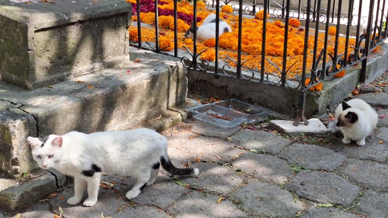 Se brinda cuidado y protección a gatos del Panteón de Morelia: Minerva Bautista