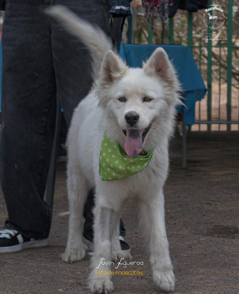 Adopta con Rescatistas Independientes y dale hogar a quien solo pide amor