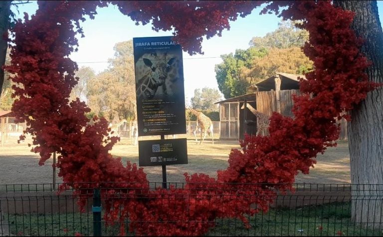 Zoológico de Morelia será escenario de «Bodas de Dulce» y matrimonios legales el 14 de febrero