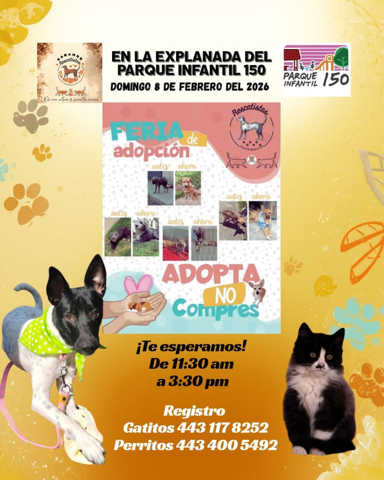 Rescatistas independientes convocan a feria de adopción este domingo en Morelia