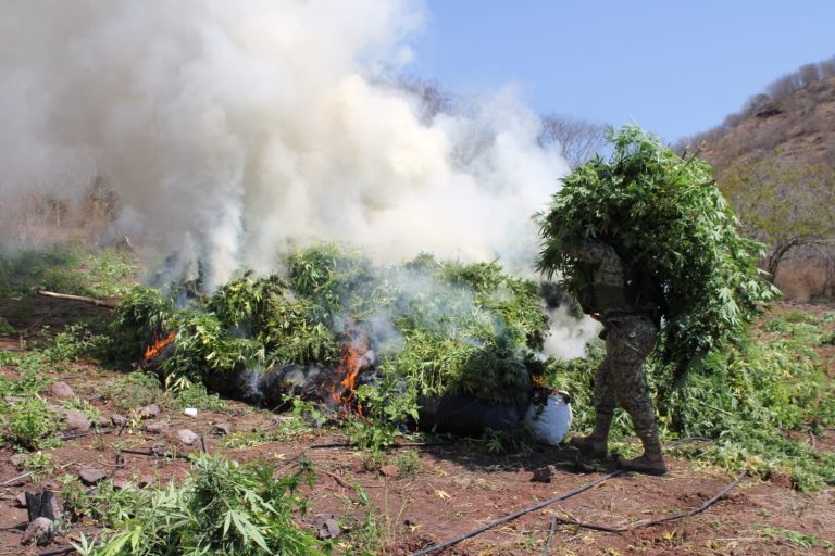 Localizan y destruyen 2.8 hectáreas de mariguana