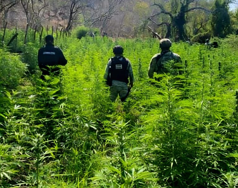 Autoridades destruyen plantío de marihuana y narcocampamento en Buenavista