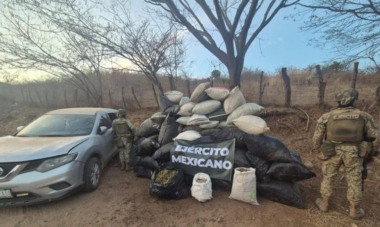 Aseguran más de una tonelada de presunta marihuana en operativo federal en Turicato