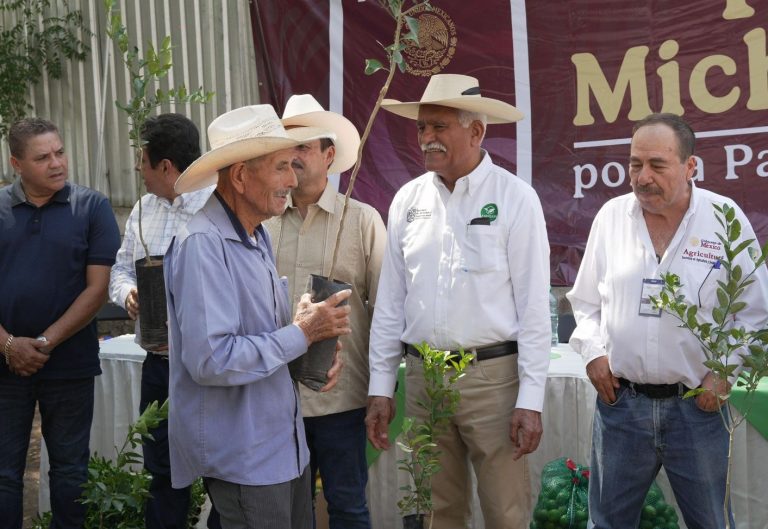 Recibirán productores de limón  150 mil plantas certificadas este año
