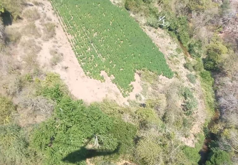 Ubicados en los últimos dos días, cinco plantíos de marihuana en la zona de Turicato