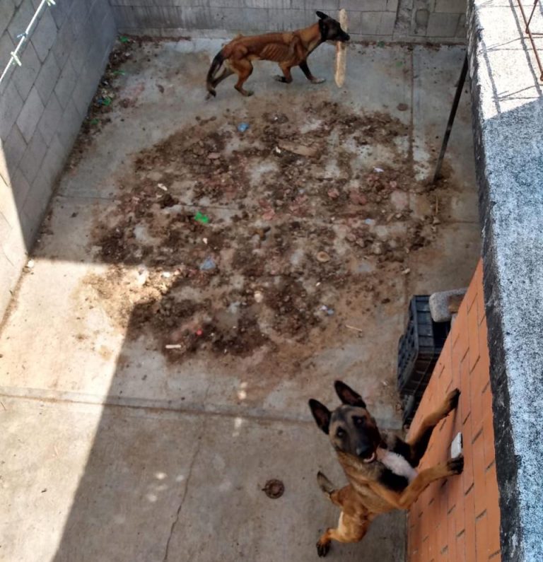 Rescata FGE cuatro perros víctimas de maltrato durante cateo en Tarímbaro