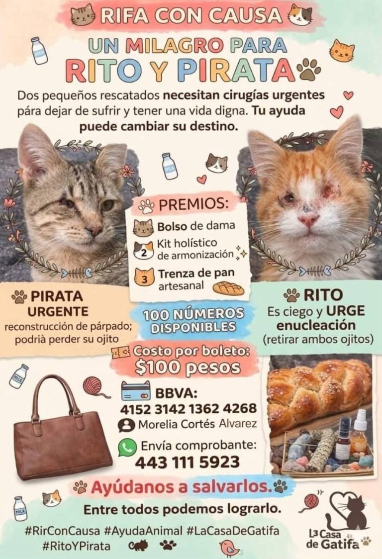 Lanzan rifa solidaria para salvar a dos gatos