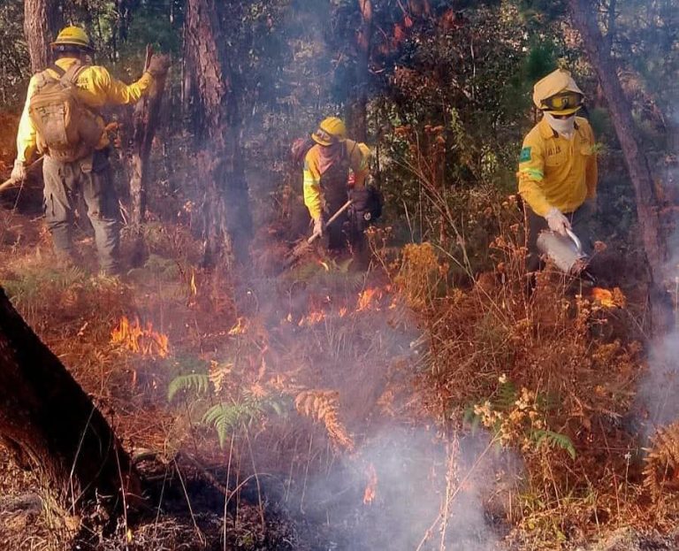 Reduce superficie afectada por incendios forestales por pronta respuesta de brigadas y acciones preventivas