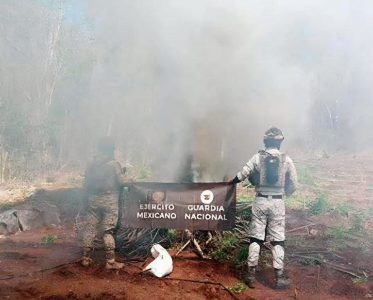 Fuerzas federales destruyen tres plantíos de mariguana, en Arteaga
