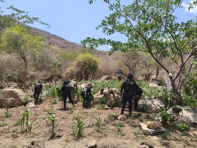 Refuerzan operativos en Huetamo, destruyen más de 14 mil plantas de marihuana