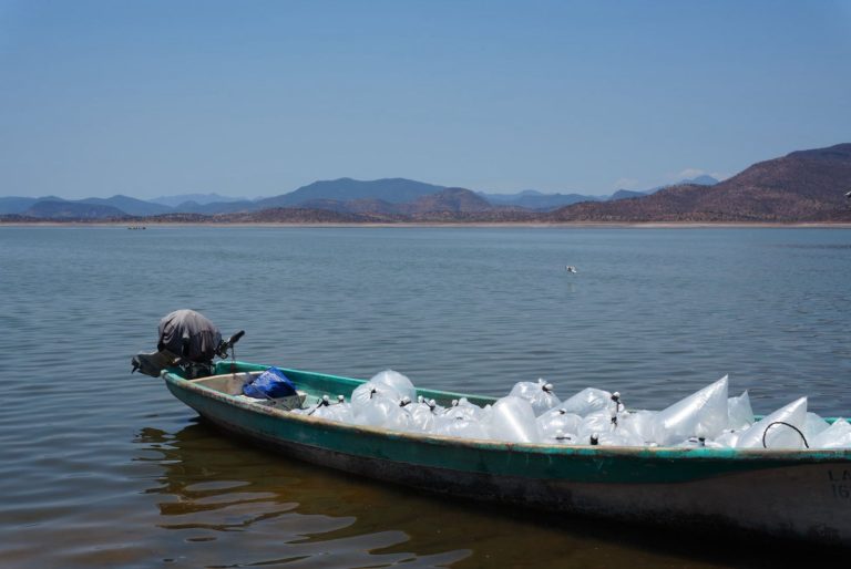 Siembra Compesca 150 mil tilapias para impulsar la economía en Churumuco