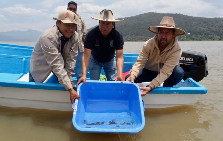 Siembran mil ejemplares de achoque en el lago de Pátzcuaro