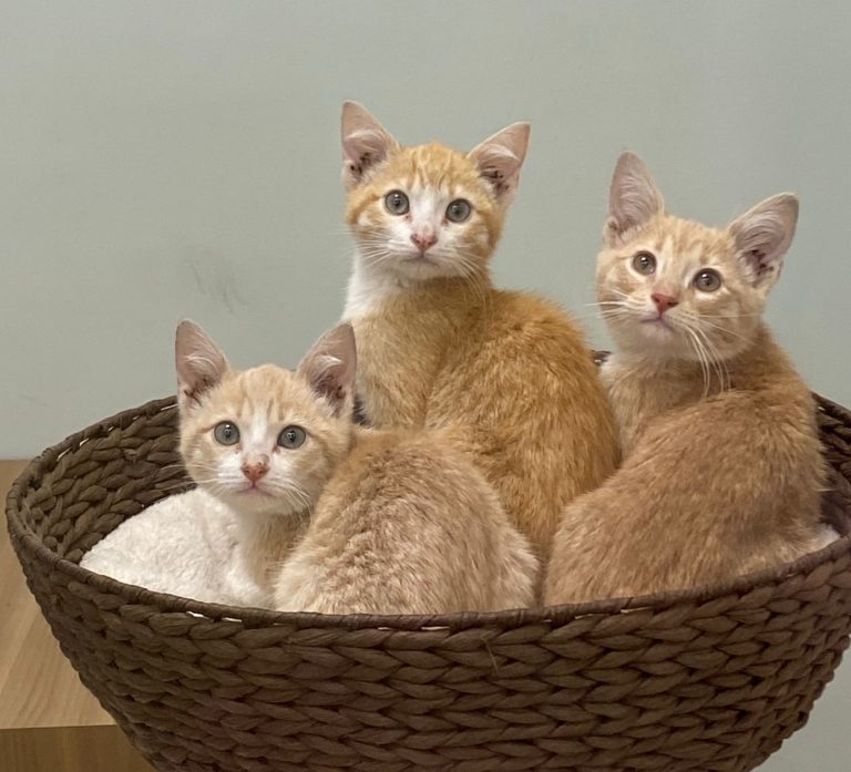 Este domingo, gatos y perros de La Casita de Frijol y MISITU te esperan: adopta un animal en feria