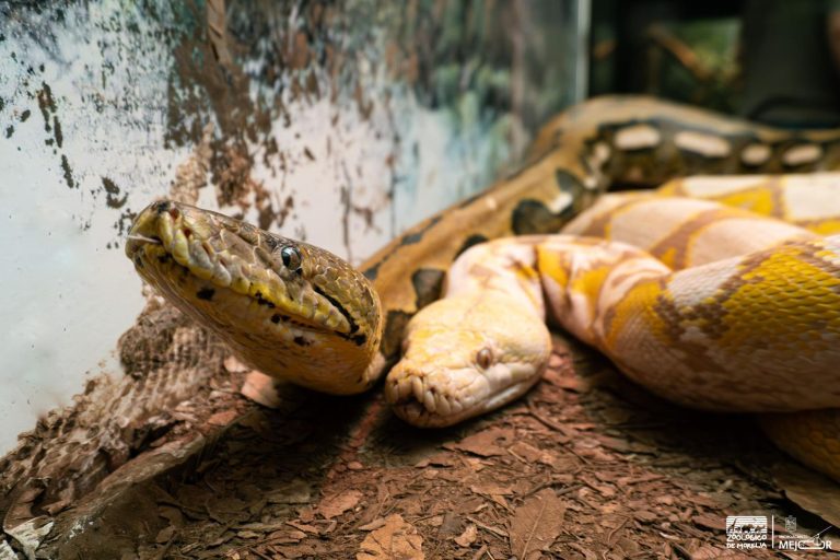 ¿Sabías que en el Zoológico de Morelia hay una serpiente de 5 metros? ¡Ve a conocerla!