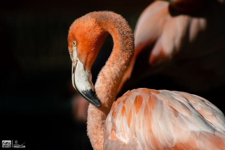 Más de 70 flamencos engalanan el Zoológico de Morelia ¡Ve a conocerlos!