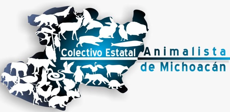 Caballos bailadores, tortura disfrazada de cultura, acusan colectivos; arremeten contra propuesta de Brissa Arroyo