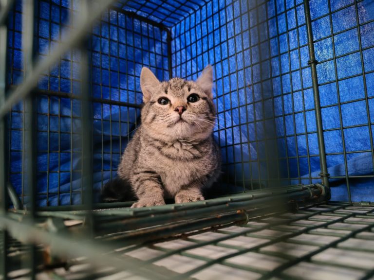 Gatos ferales, los más invisibles y olvidados por la sociedad