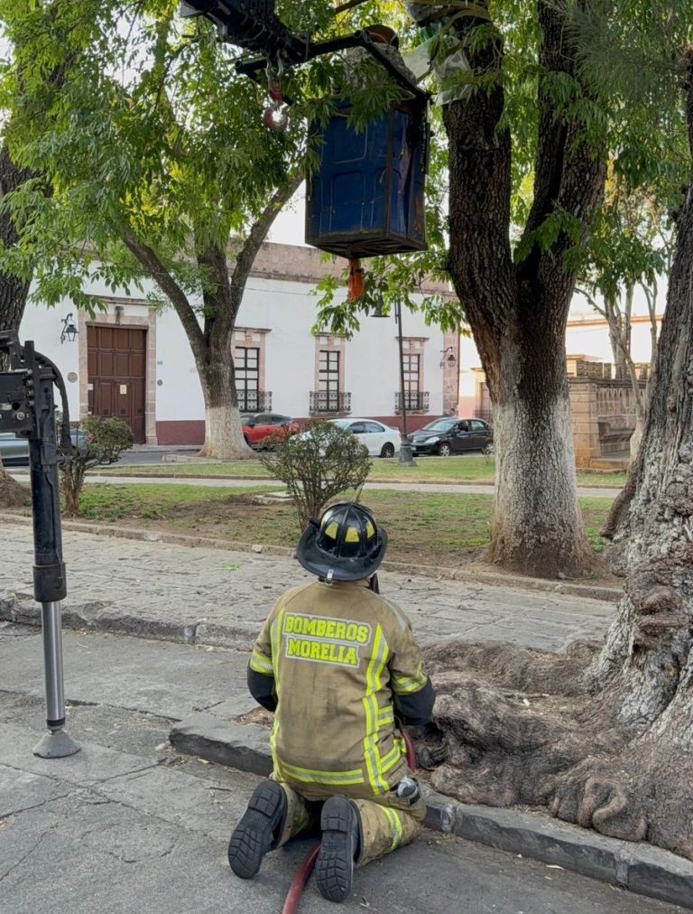 Protección Civil de Morelia reubica dos colmenas de abejas