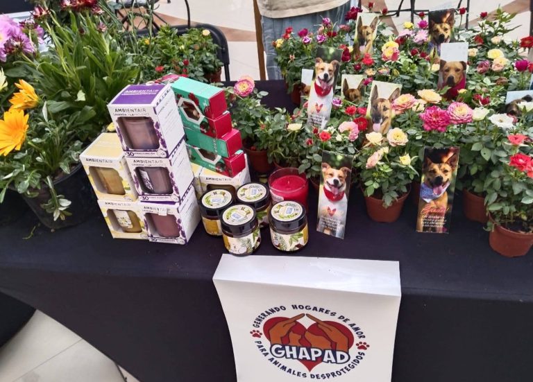 Entre velas y rosalitos, perros de GHAPAD buscan asegurar su alimentación diaria