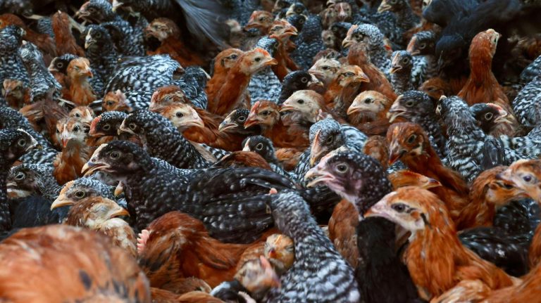 Abre cuatro convocatorias para fortalecer el sector rural