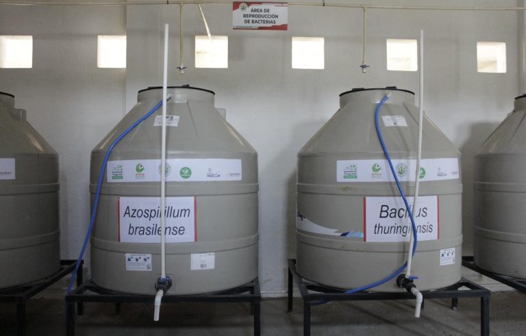 Biofábrica de Ario beneficiará a más de 500 productores de aguacate