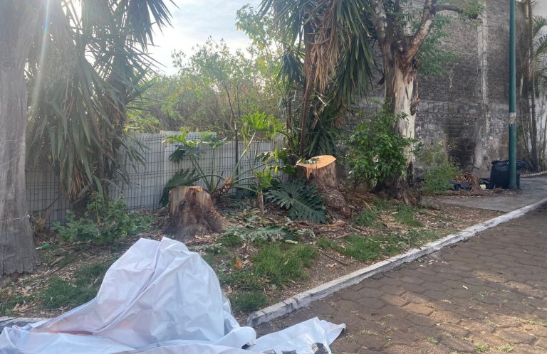 Vecinos frenan tala indiscriminada de gimnasio; denuncian construcción ilegal de estacionamiento