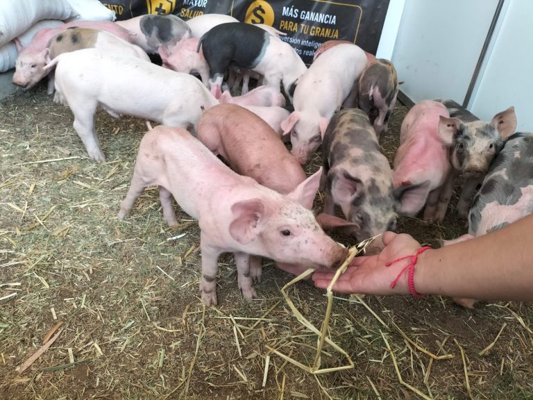 Ayuntamiento fomenta la producción porcina en la Agrotegan