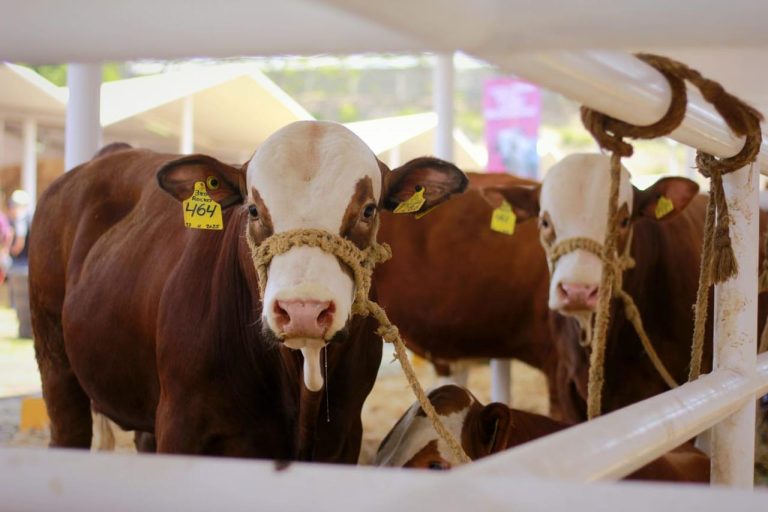 Impulsan el mejoramiento genético con subsidios de hasta 25 mil pesos en la Expo Ganadera