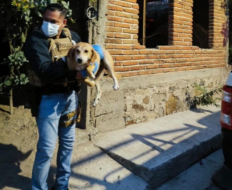 Cateo exhibe escenario de crueldad animal en Marcos Castellanos; aseguran 114 perros
