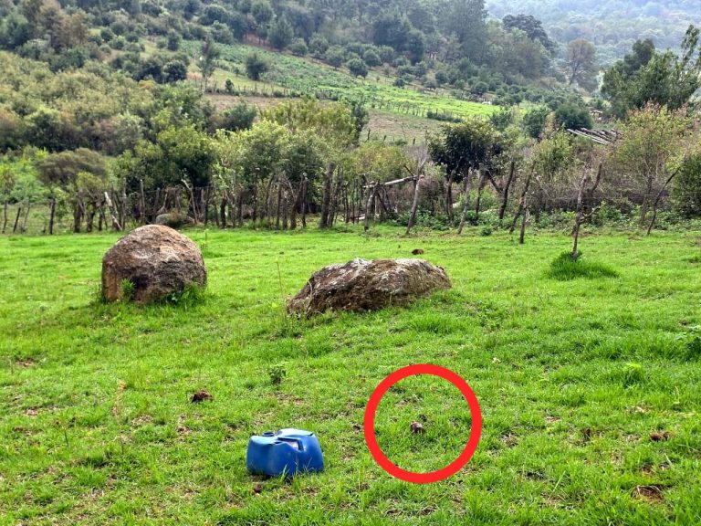 Aseguran artefacto explosivo improvisado en Tangamandapio 