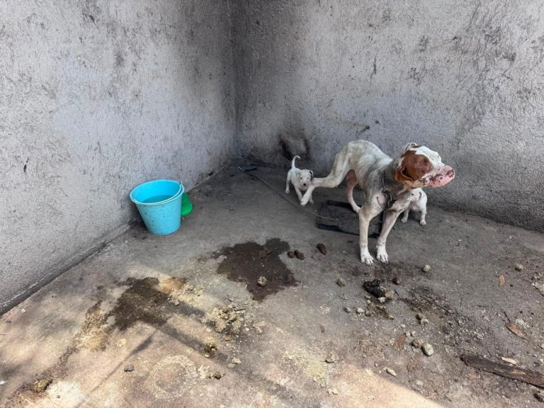 Rescata Fiscalía General a cuatro ejemplares caninos víctimas de maltrato, durante cateo en Maravatío