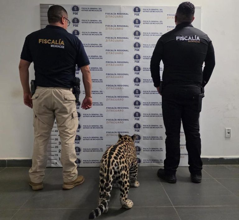 Fortalece Fiscalía de Michoacán combate al maltrato animal; suma rescates de especies silvestres