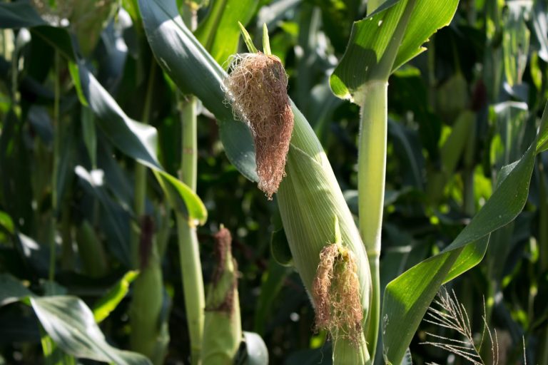 Más de 482 mdp para el campo; avanza pago a productores de maíz en Michoacán