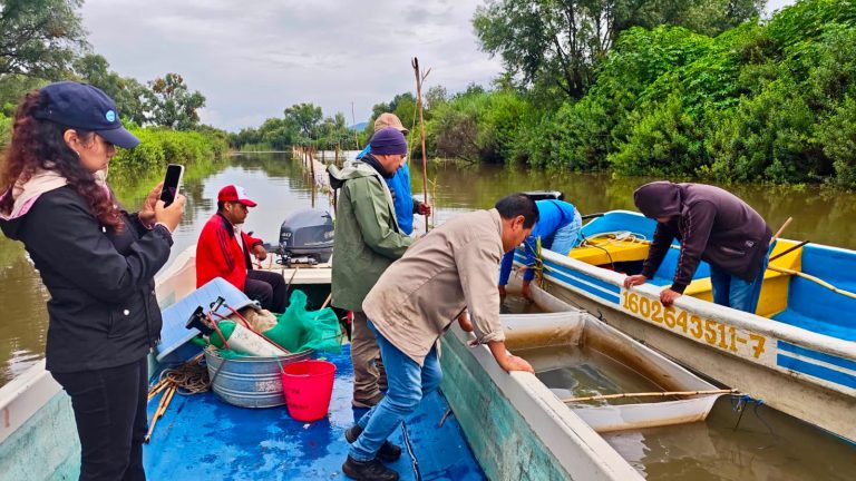 Programa de conservación del lago de Pátzcuaro alcanza los 60 mil peces liberados en el año
