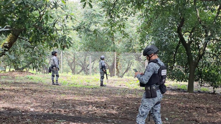 Guardia Nacional blinda la ruta del aguacate en Uruapan; refuerza seguridad desde las huertas hasta las empacadoras