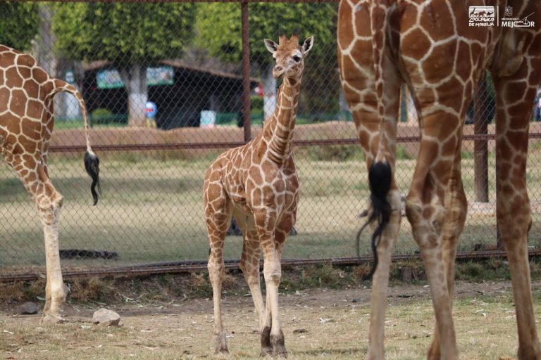 Zoológico de Morelia registra más de 500 nacimientos durante la actual administración