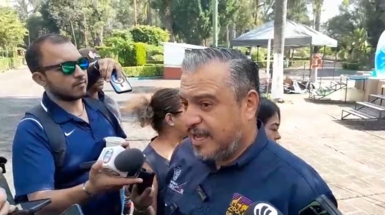 Mono araña decomisado en Pajacuarán llega al Zoológico de Morelia con signos de extrema crueldad