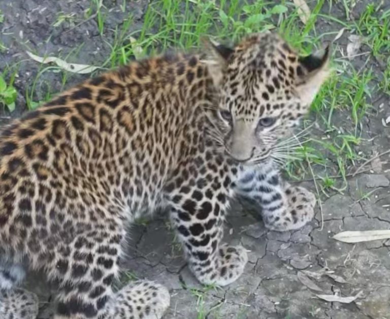 Dos cachorros de leopardo son los nuevos inquilinos en el Zoo de Morelia