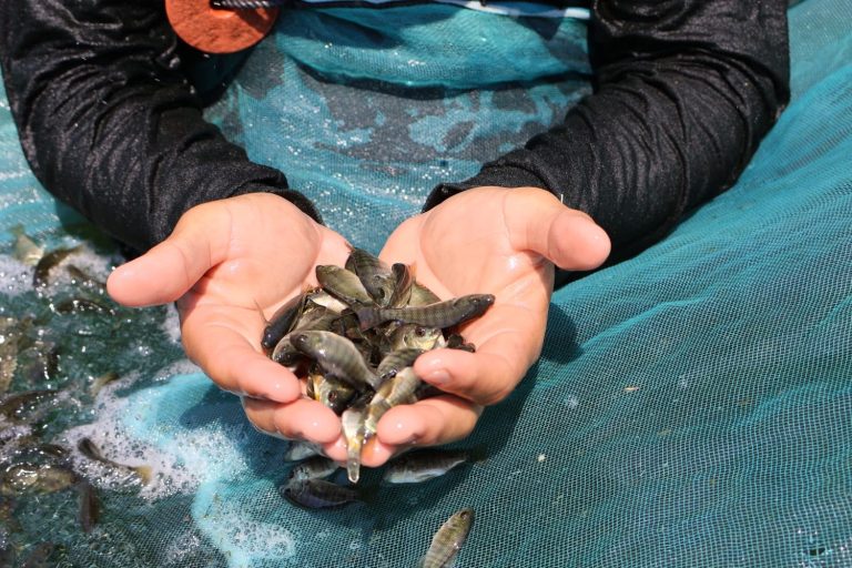 Centro de reproducción de tilapia en Michoacán produce 6 millones de crías al año